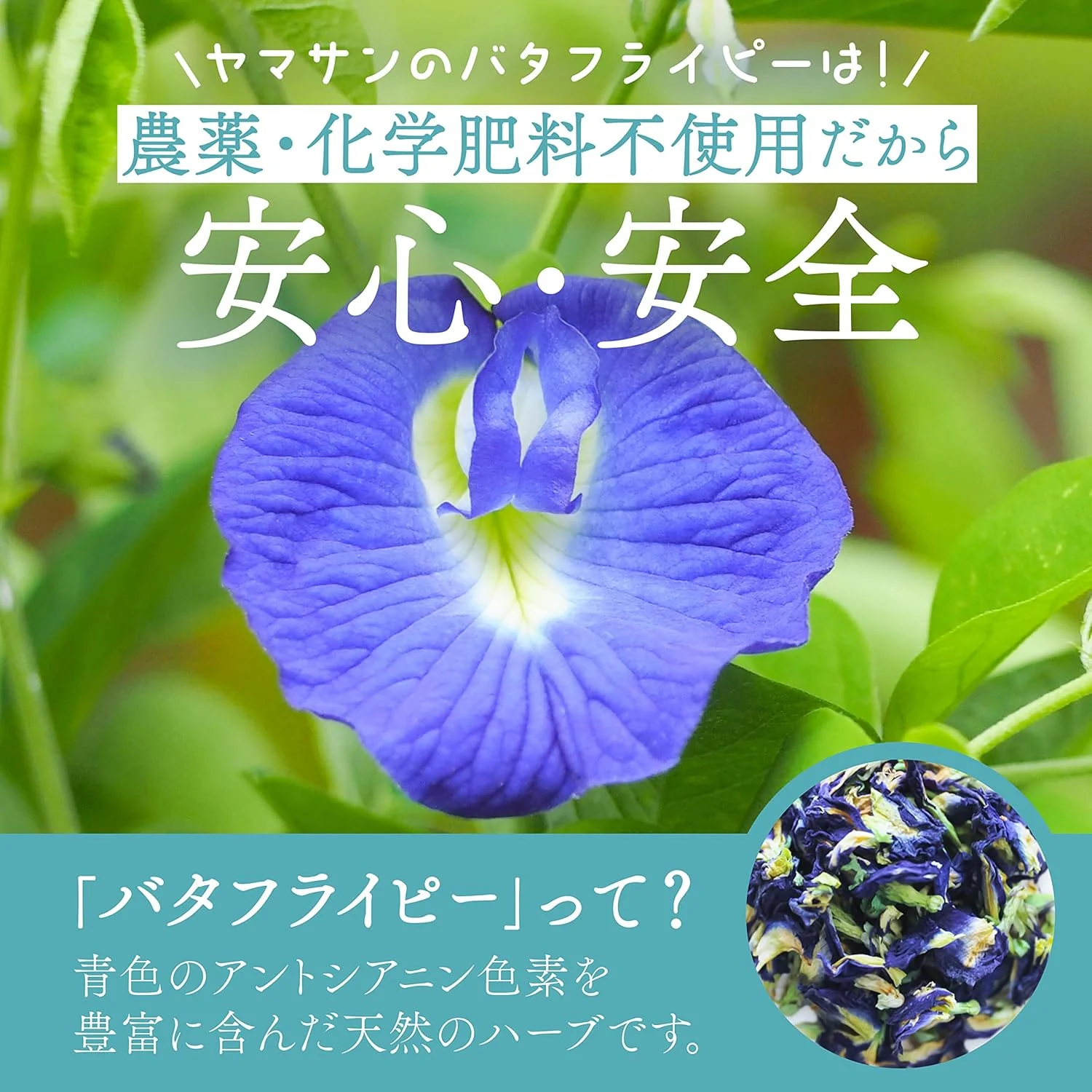 Butterfly Pea Powder - Image 6