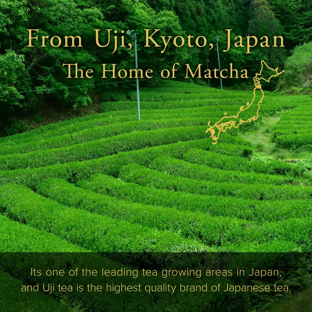 Authentic Japanese Tea Ceremonial Grade Uji Matcha ASAGAO 50g(1.76oz) - Image 5