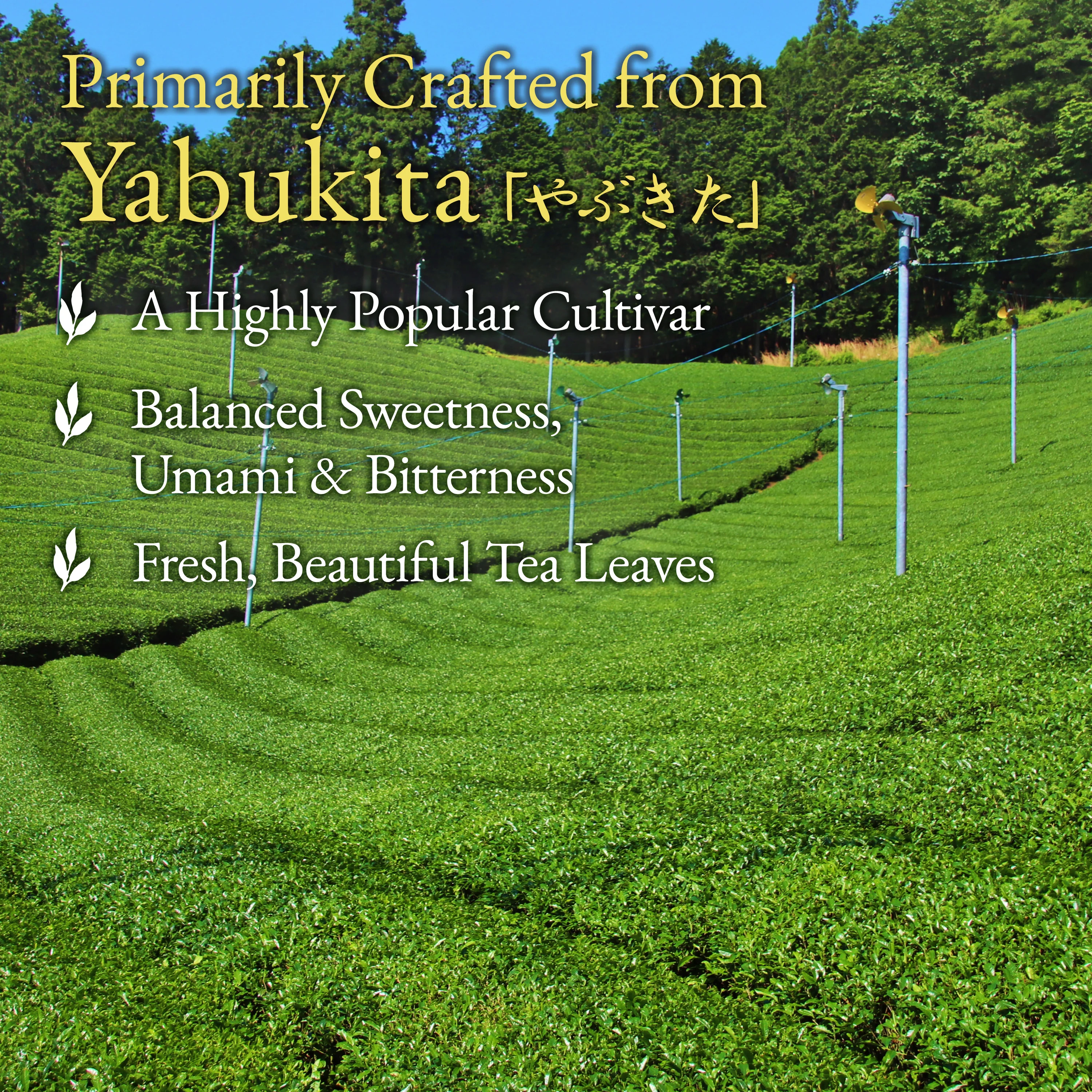 Japanese Sencha Green Tea 80g(2.8oz) - Image 5