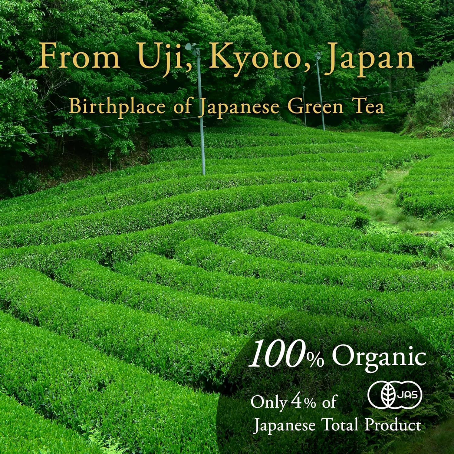 Organic Hojicha Powder - Image 7