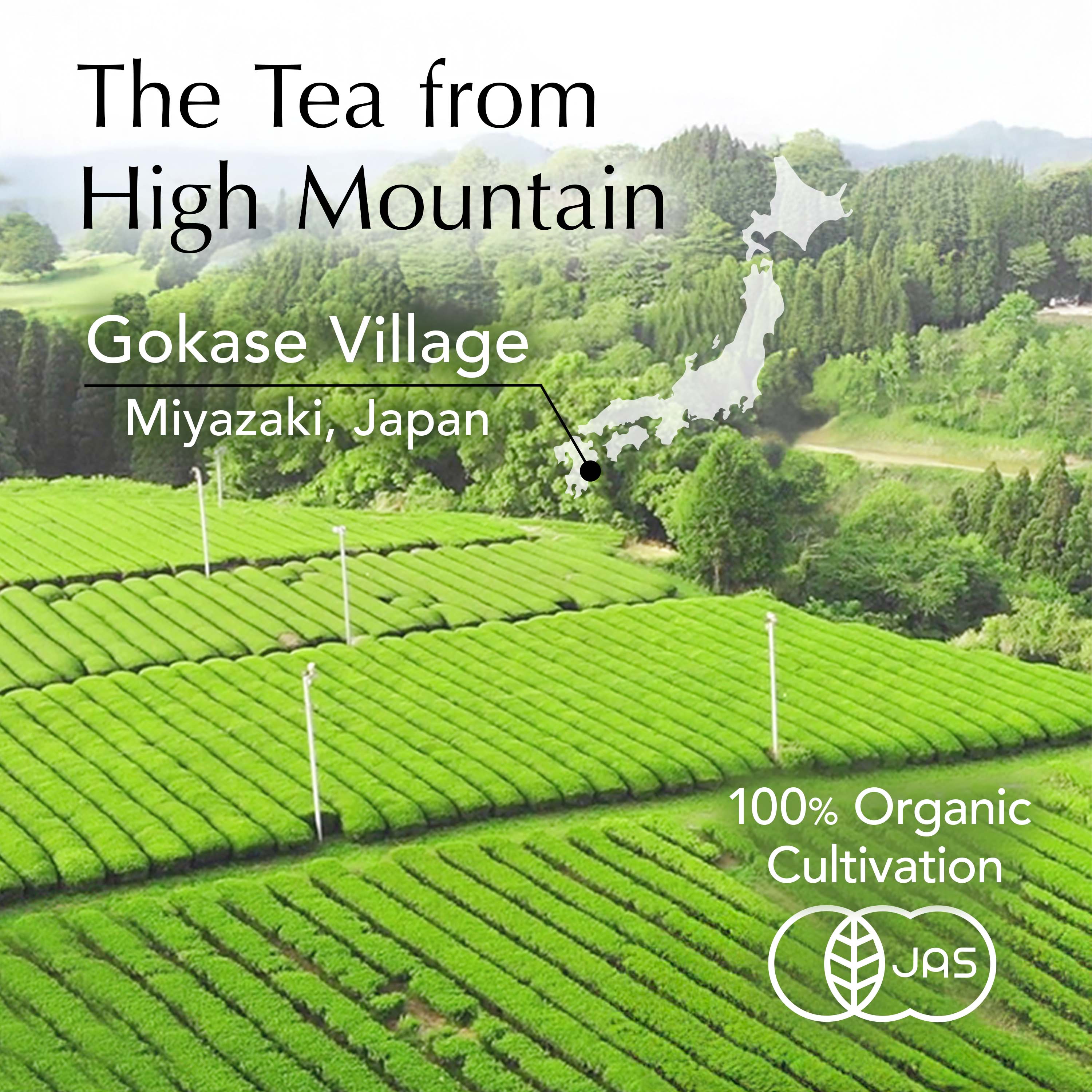 Organic Oolong Loose Leaf Tea 100g(3.5oz) - Image 5