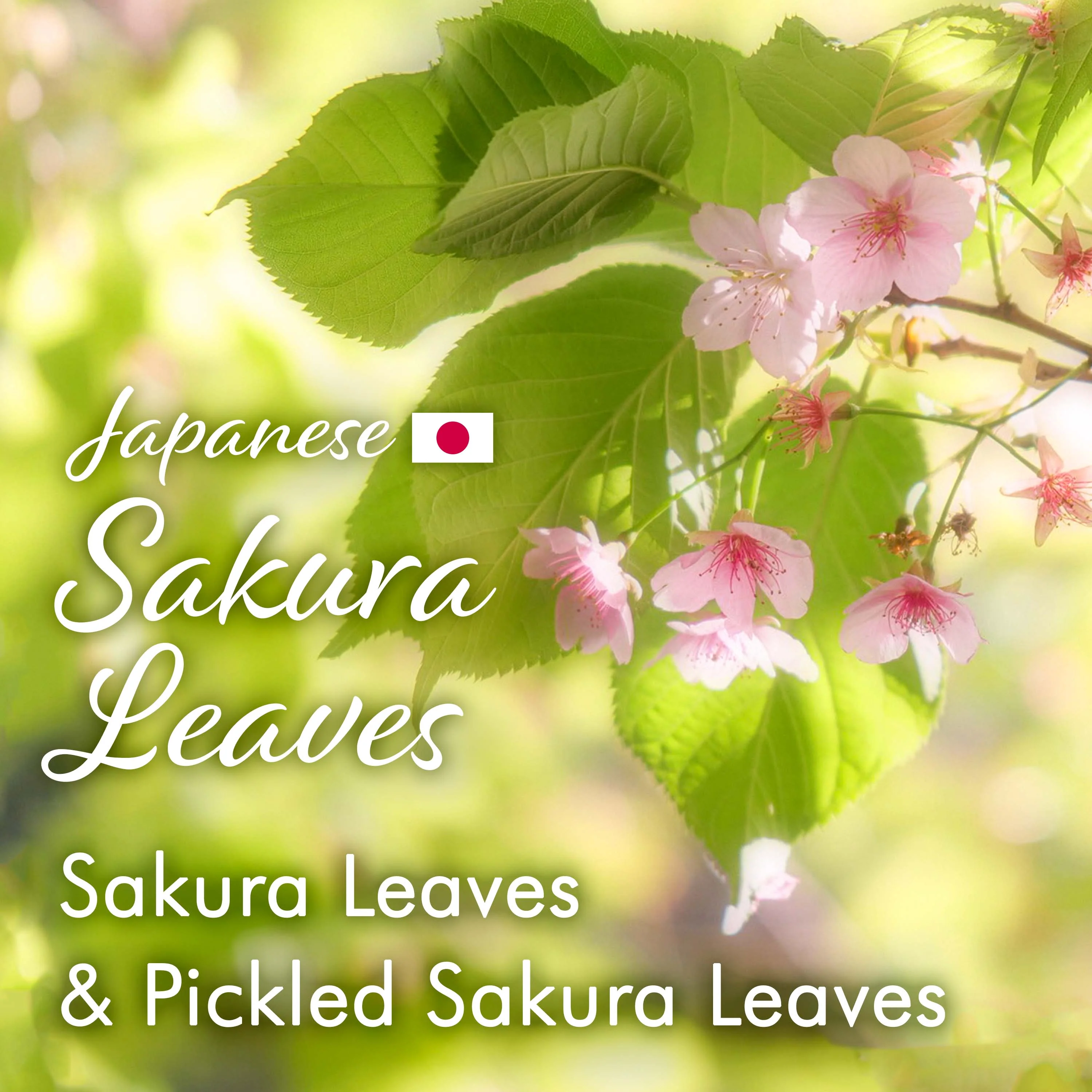 Sakura Black Tea (Loose Leaf) 80g(2.82oz) - Image 4