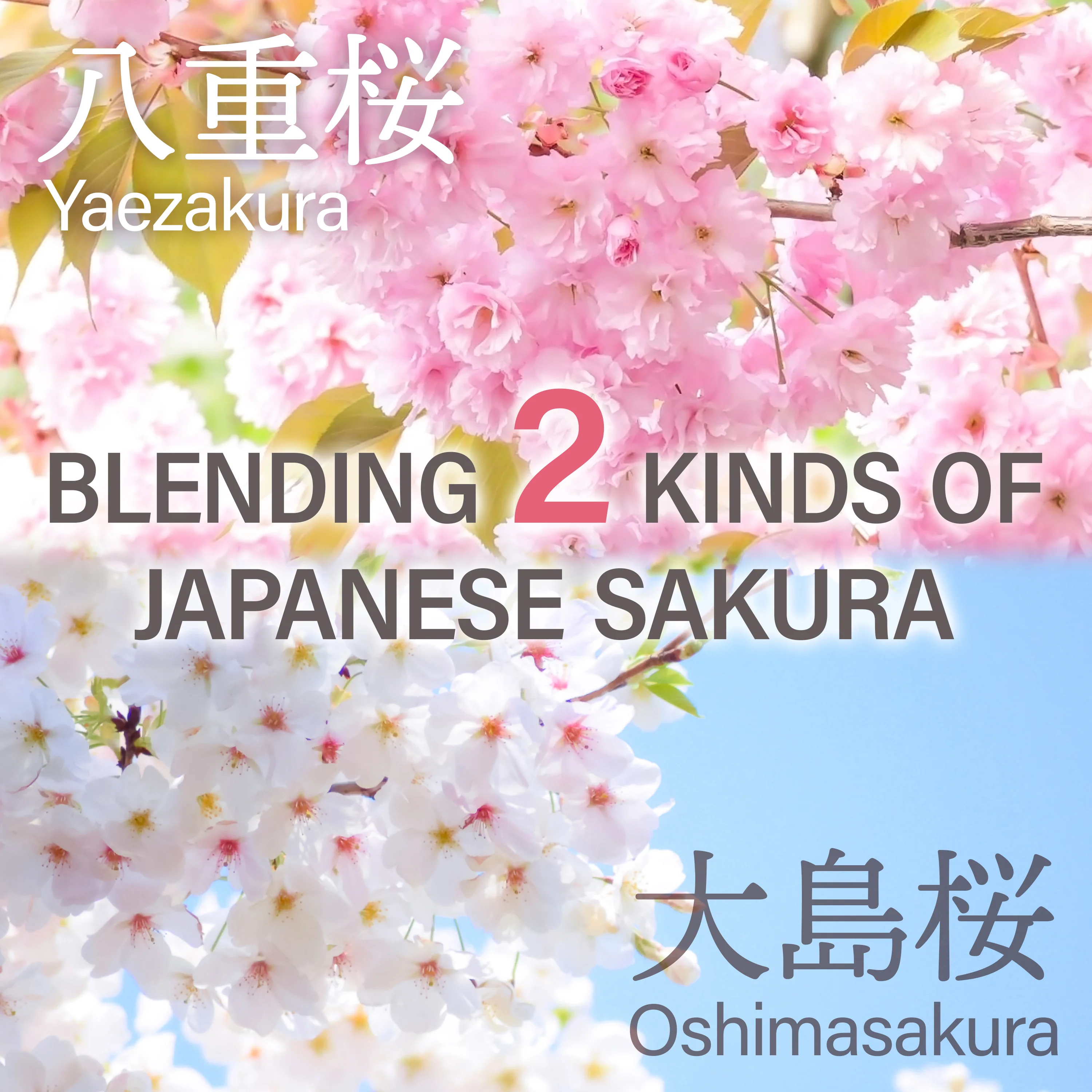Sakura Latte Powder - Image 7