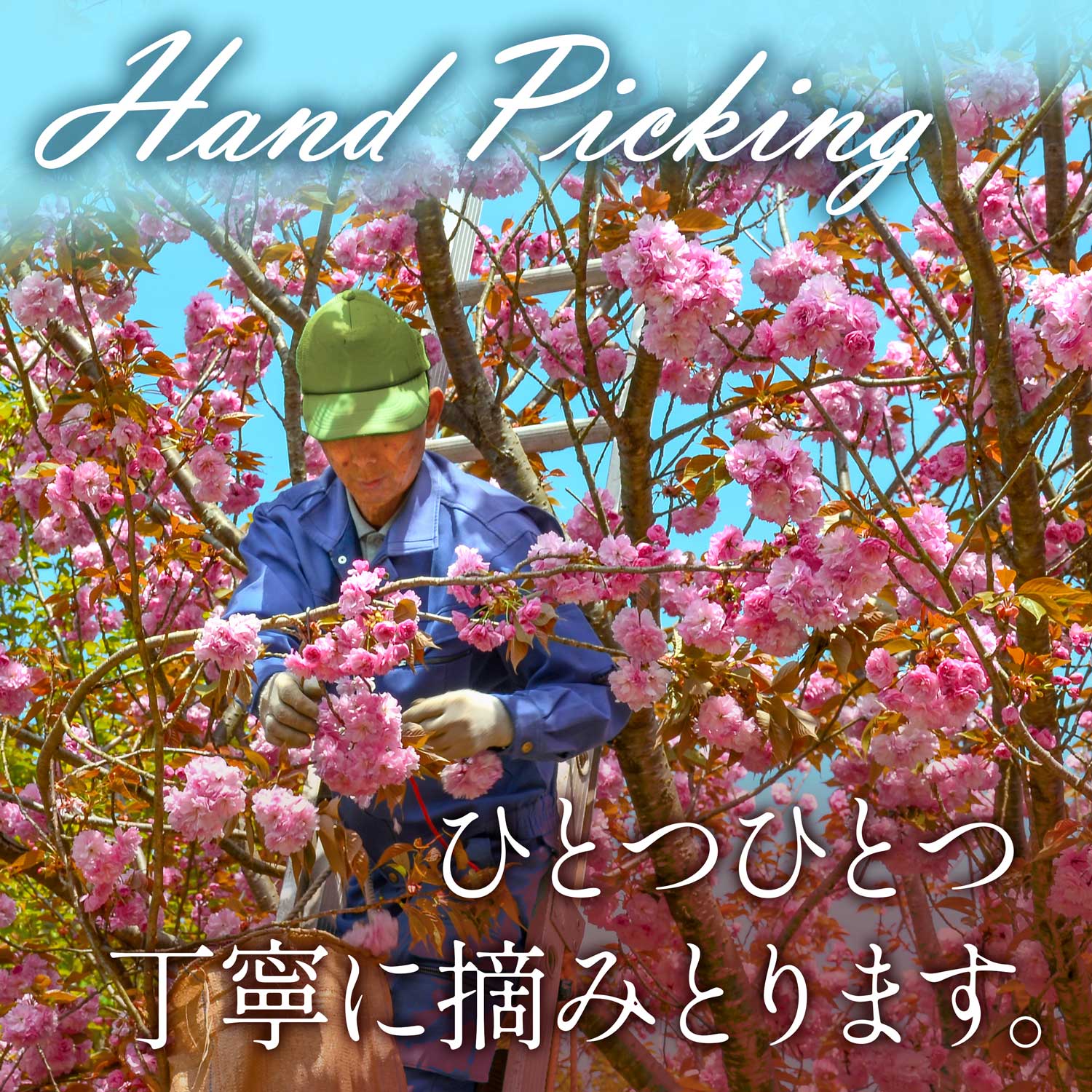 Sakura Powder - Image 10