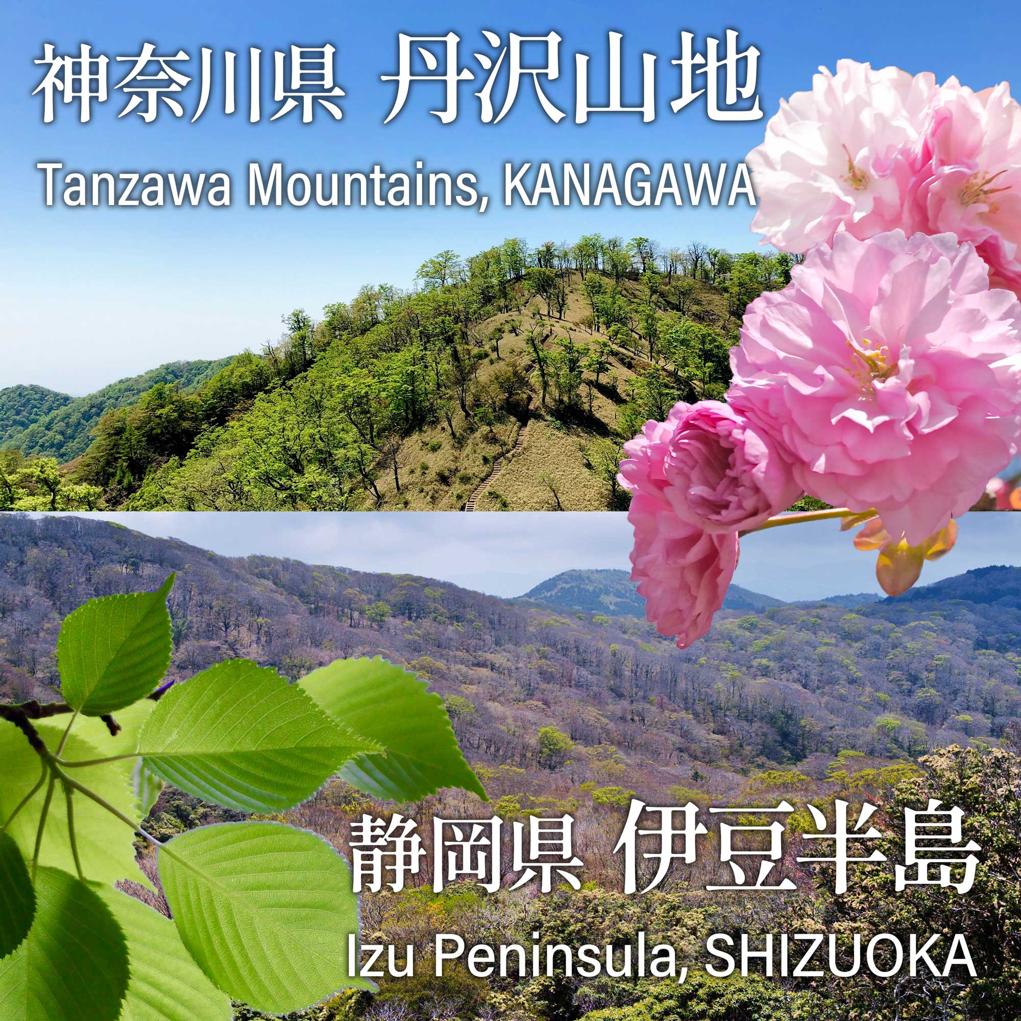 Sakura Powder - Image 9