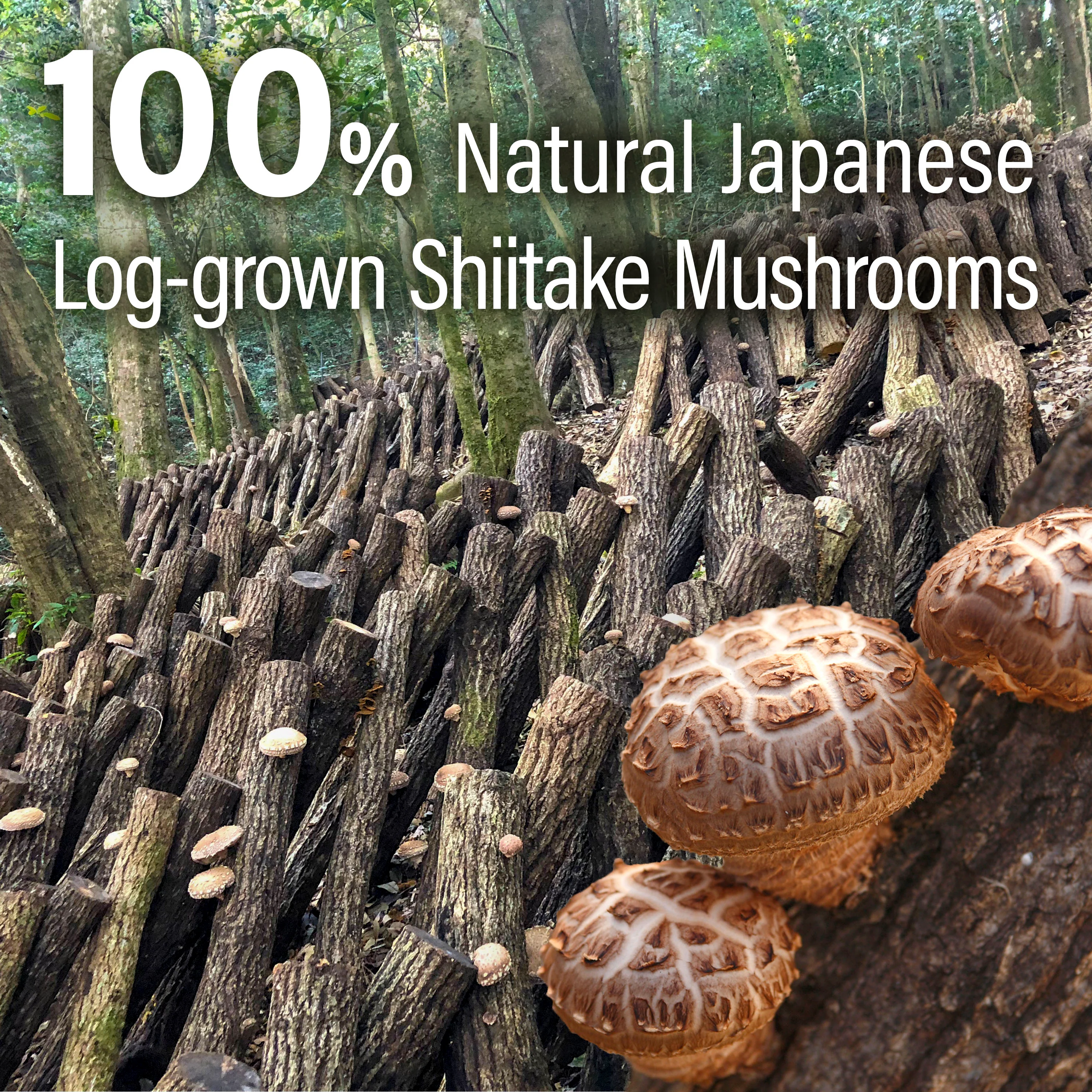 Shiitake Mushroom Umami Powder 40g(1.41oz) - Image 7
