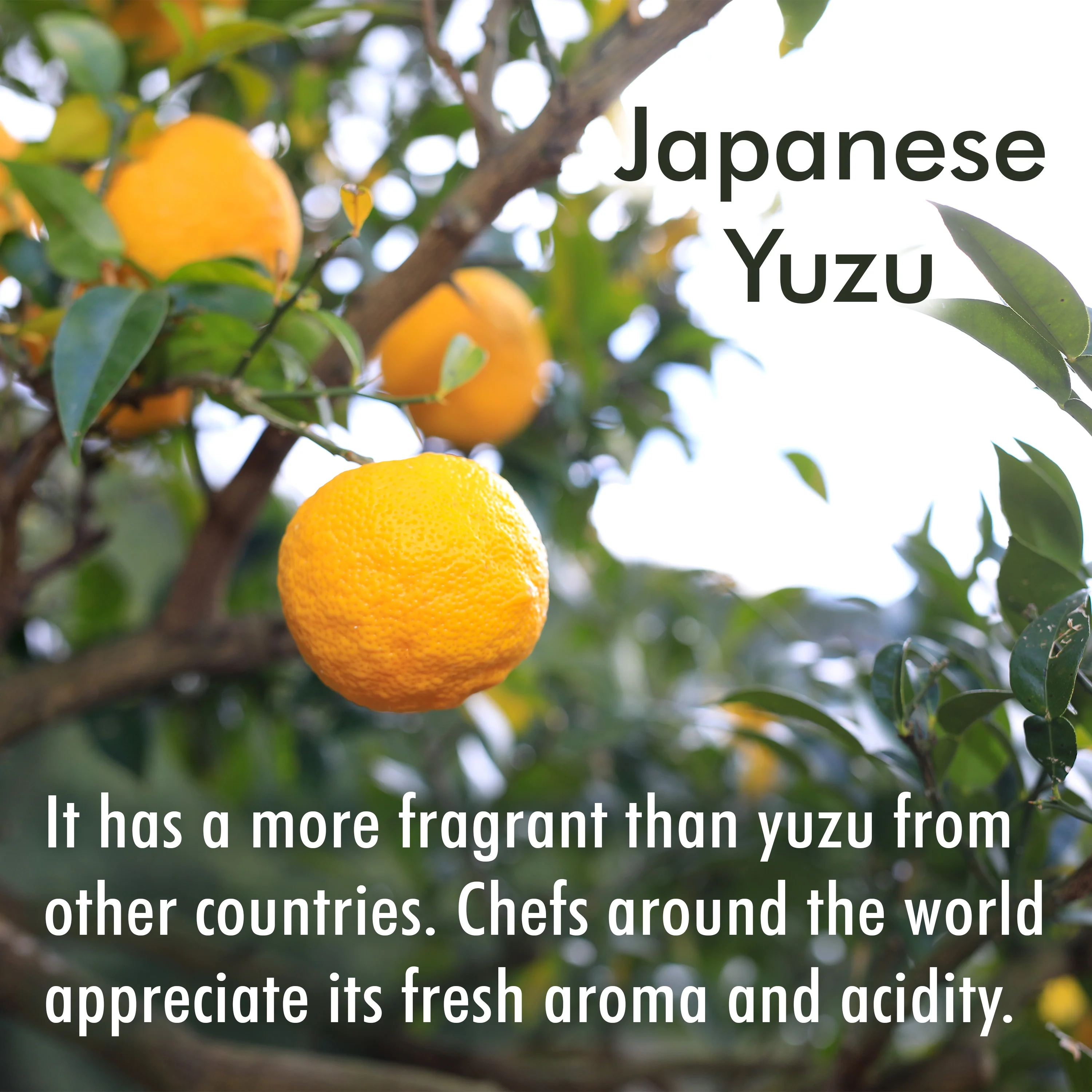 Yuzu Juice 100ml(3.3floz) - Image 3