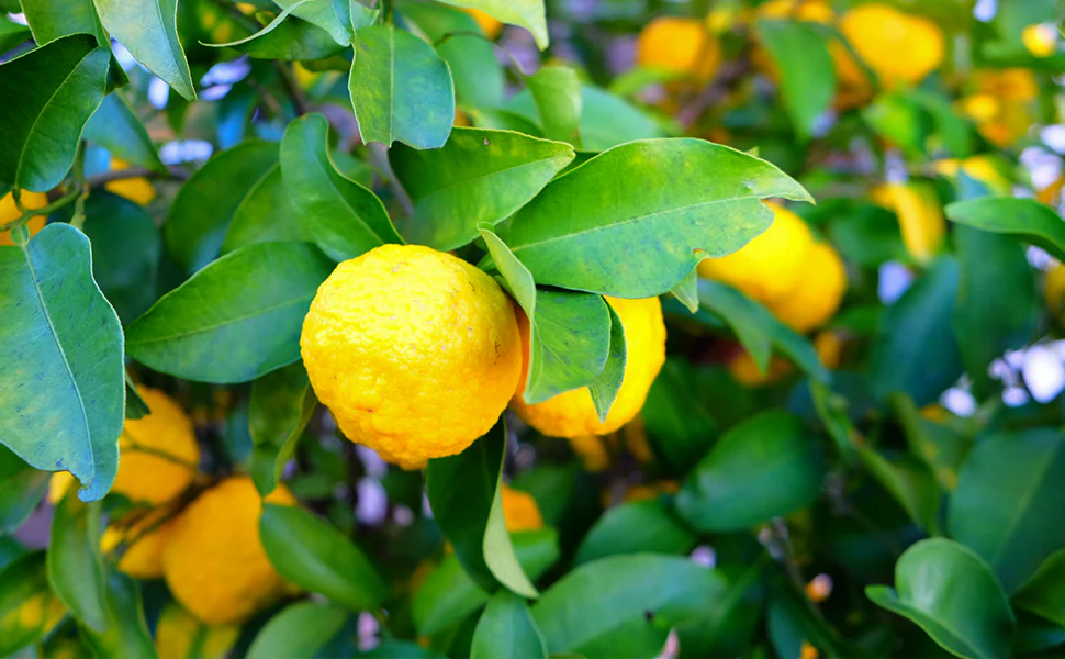Yuzu Juice Powder - Image 11