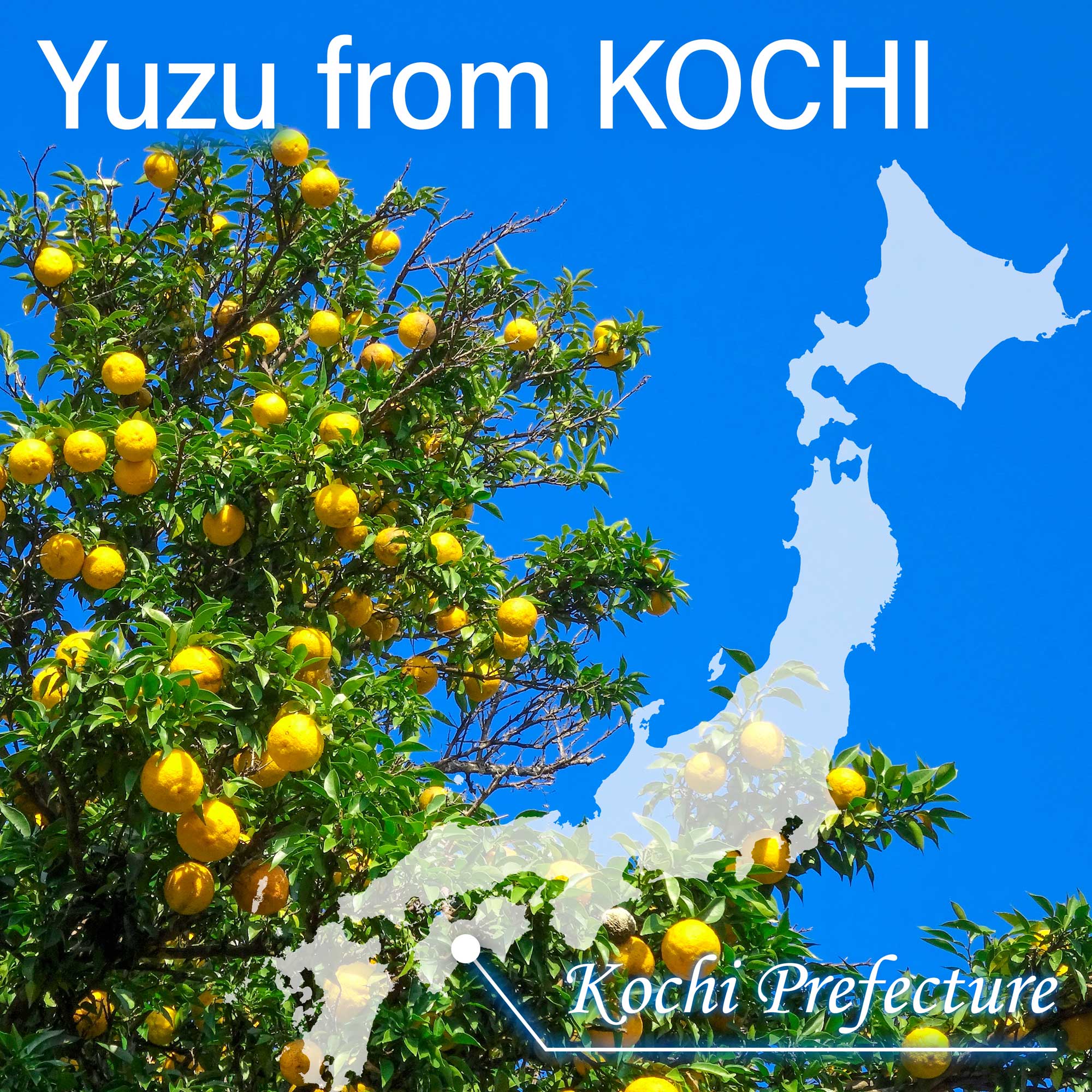 Yuzu Juice Powder - Image 5